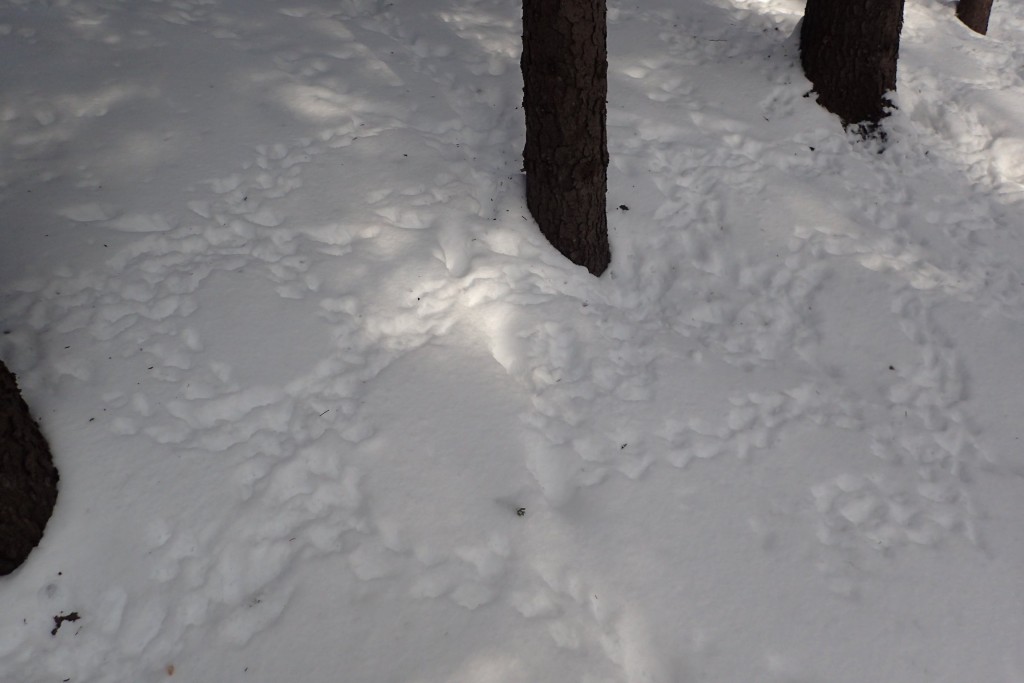 たくさんの足跡２