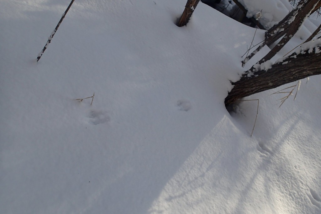 イタチ類の足あと