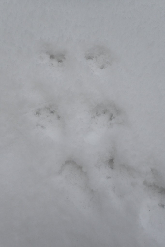 エゾリスの足あと