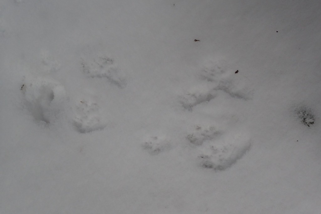 エゾリスの足あと３