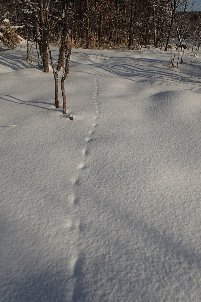 キツネの足あと