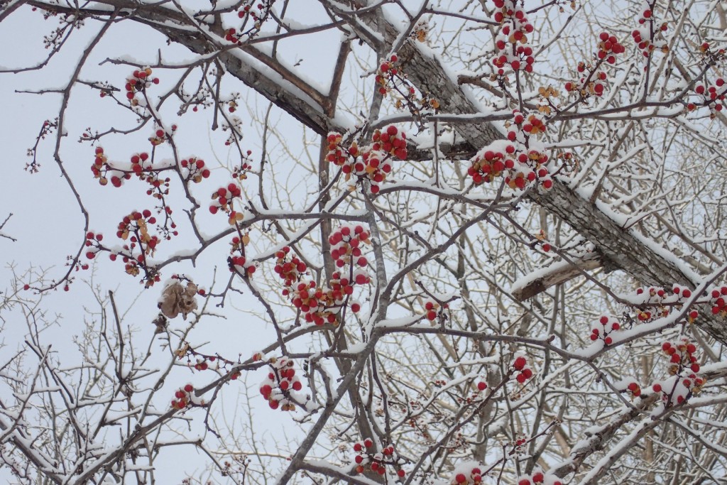 ツルウメモドキ