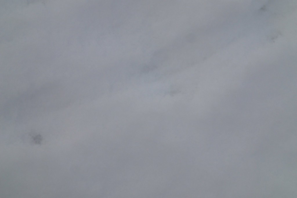 ネズミ類の足あと