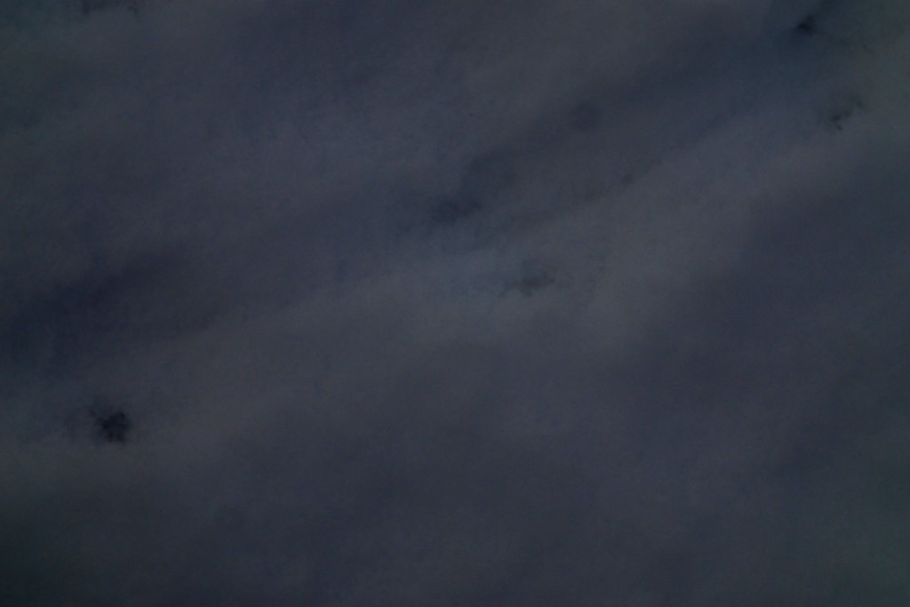 ネズミ類の足あと（画質編集）