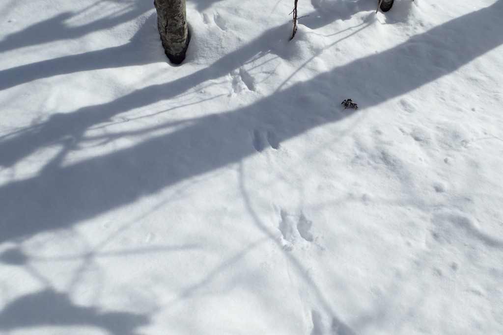 イタチ類の足跡