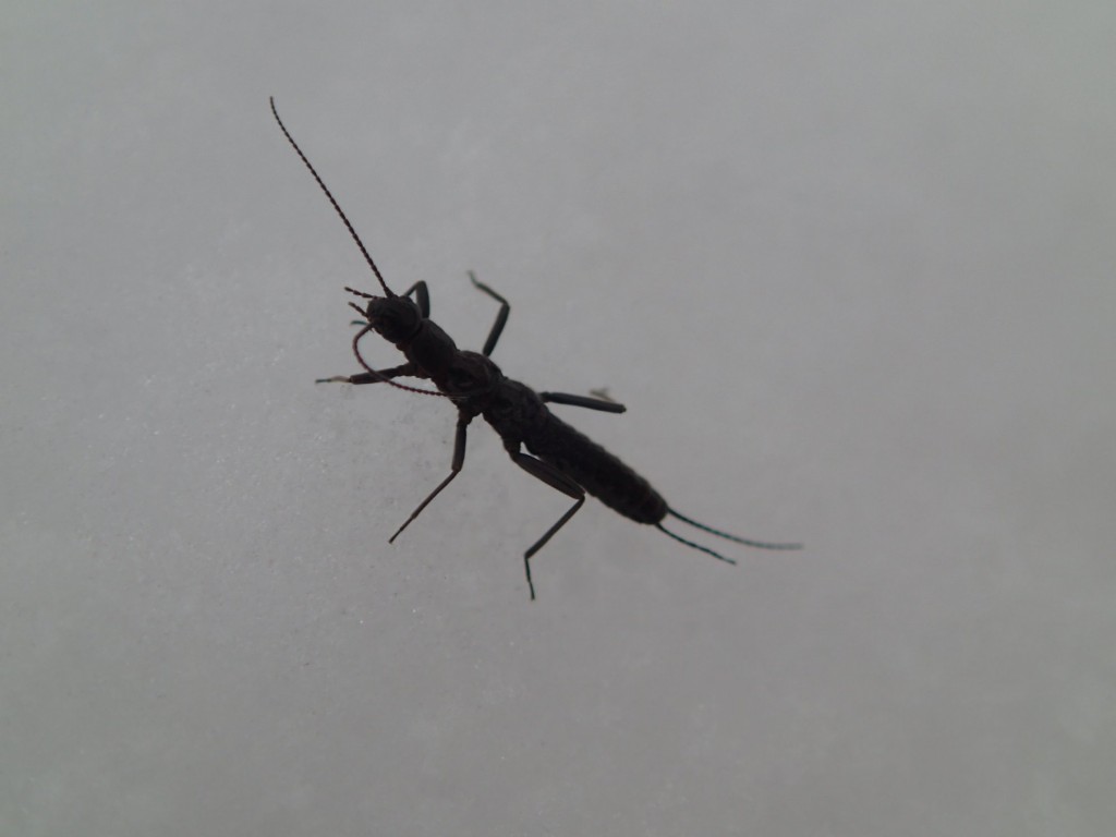 セッケイカワゲラ