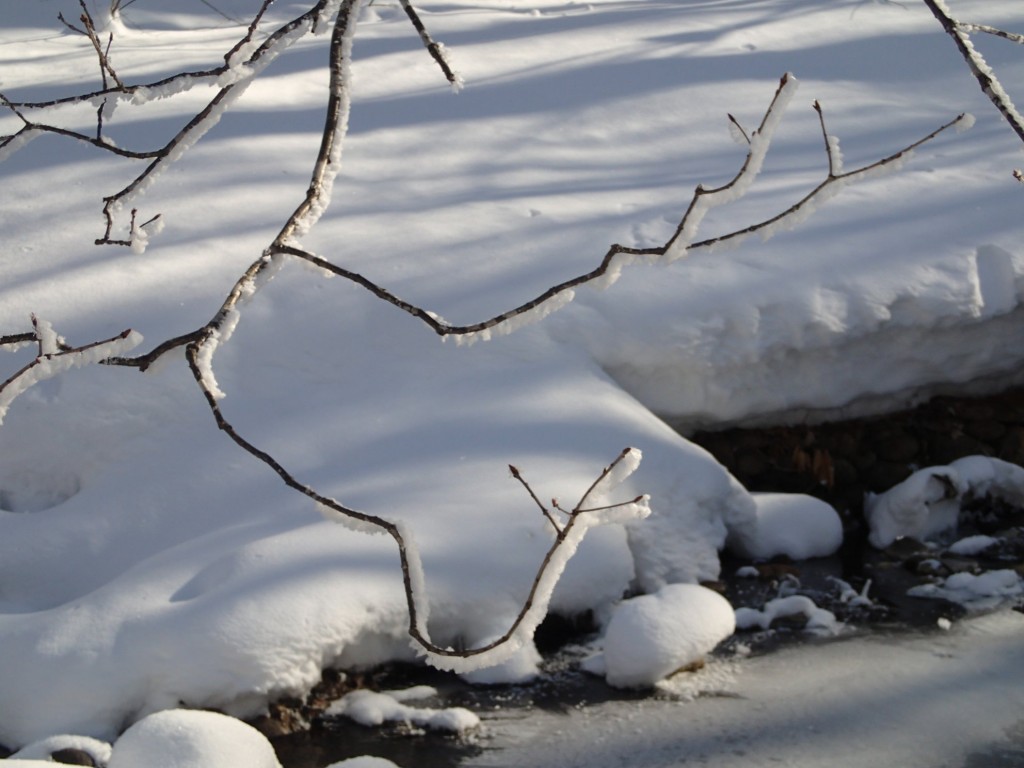 枝に積もった雪