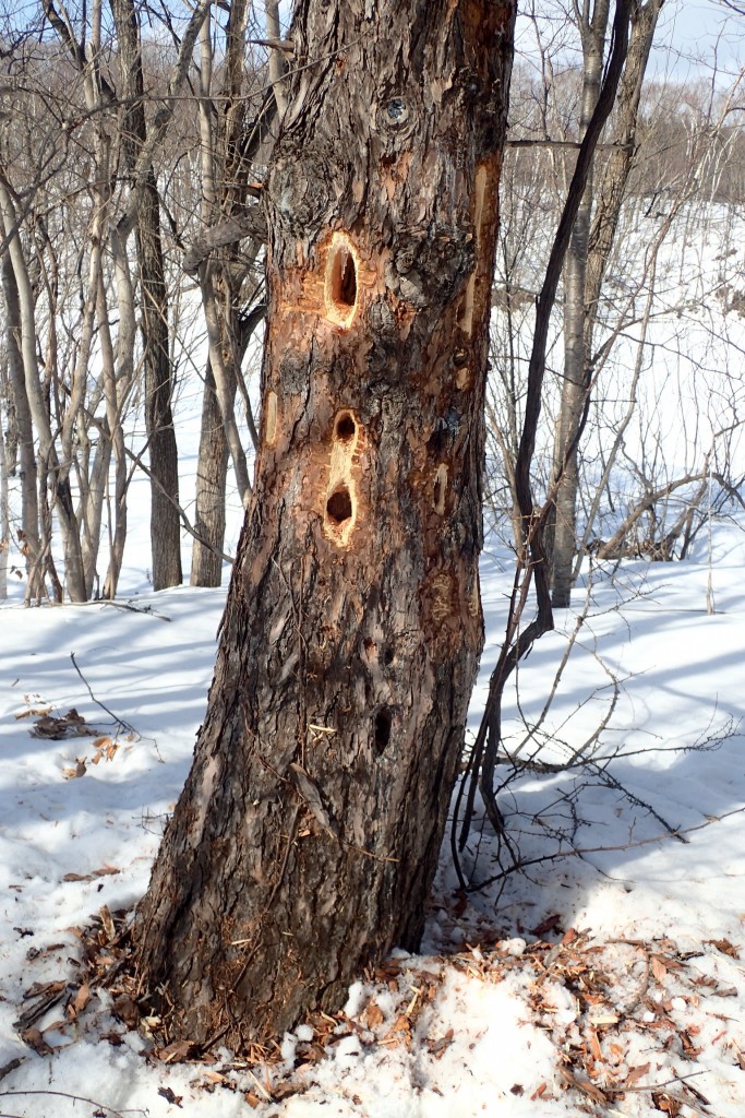 クマゲラのつつき後？