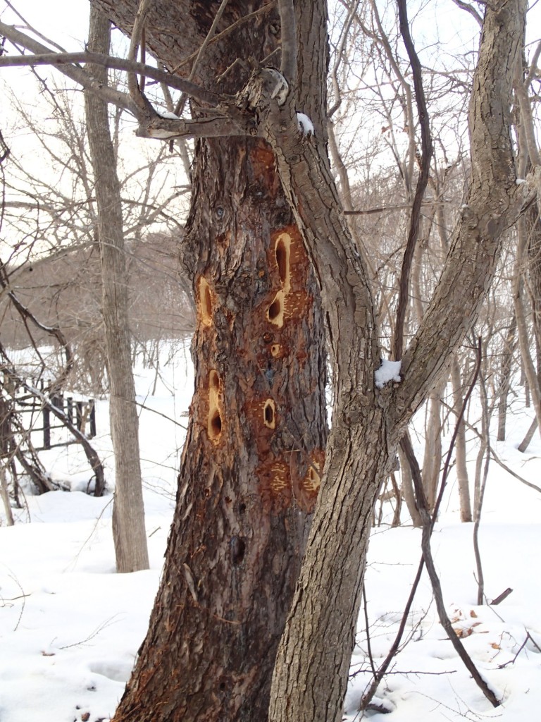 クマゲラの穴