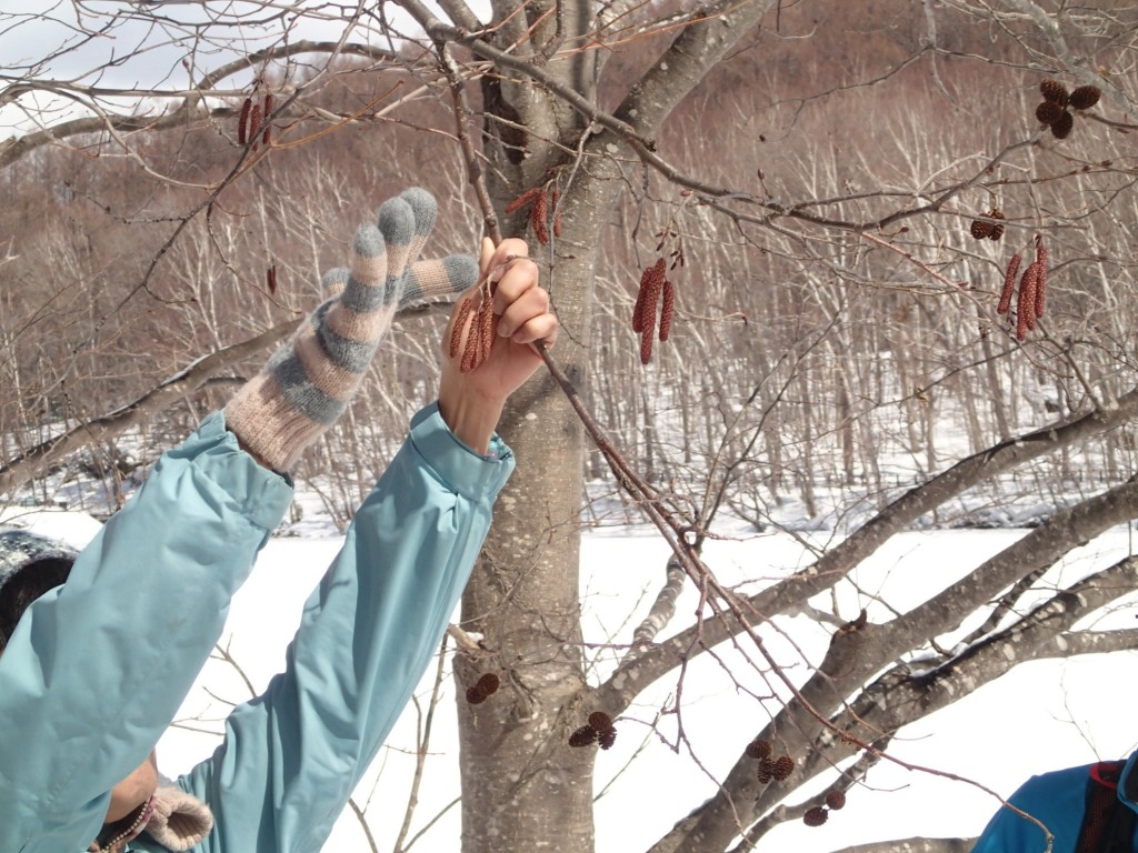 ケヤマハンノキ