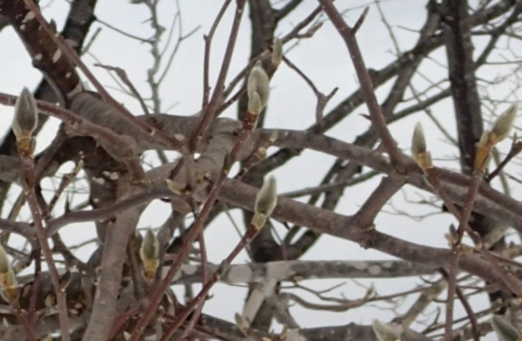 モクレンアップ