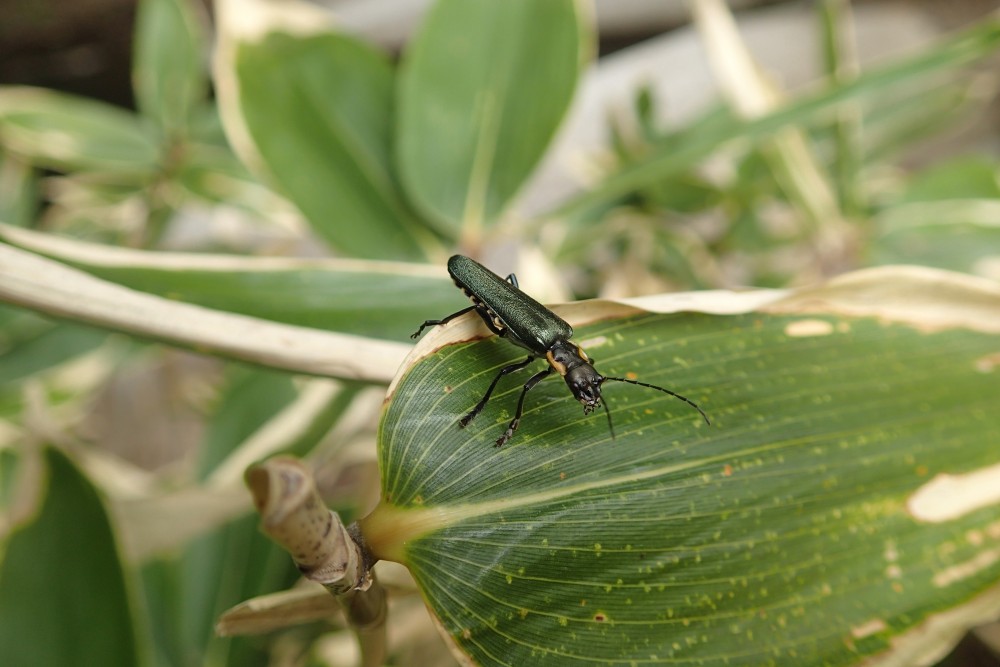 アオジョウカイ