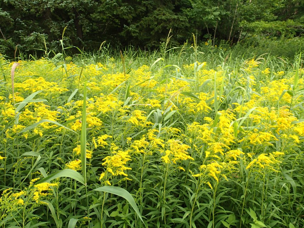 オオアワダチソウ