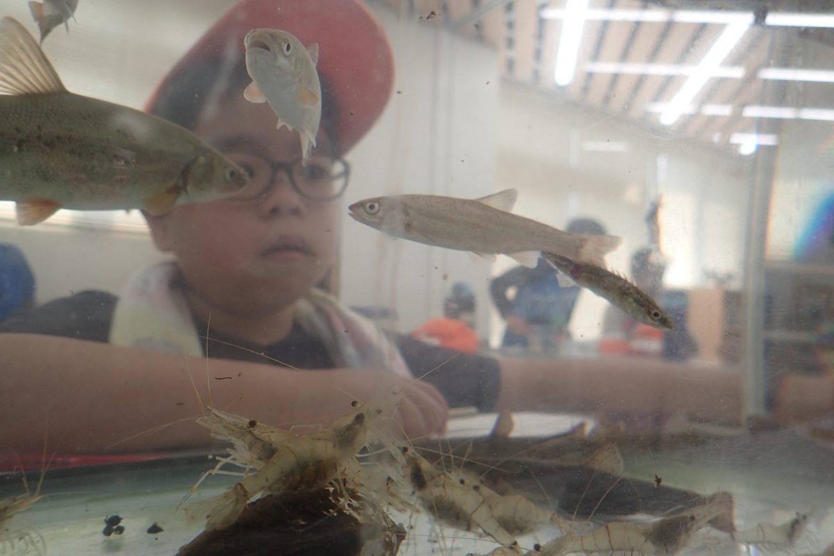 西岡さかな組で水槽のウグイたち