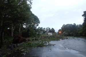 西岡公園倒木状況