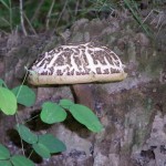 「夏のキノコ」の画像