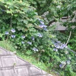 「8月14日の公園」の画像