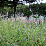 「咲き始めました～！」の画像