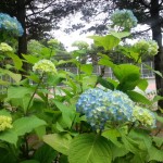 「季節の花」の画像