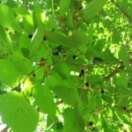 「クワの実発見！」の画像