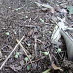 「エグイ味の実」の画像