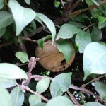 「ハチの巣発見！」の画像