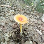 「キノコの秋」の画像