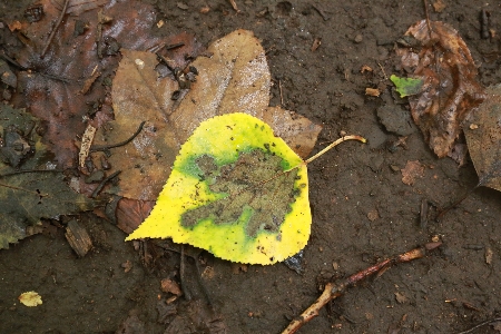 「ひと足早い落ち葉観察」の画像