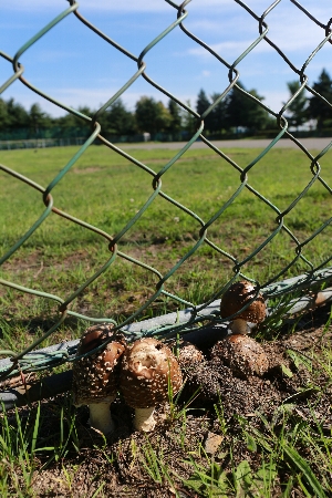 「きのこのきせつ」の画像