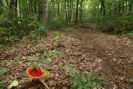「森の散策路」の画像