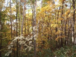 20131031GuidewaldKoshiabura