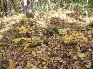 20131031Guidewalk03Hauchiwakaede