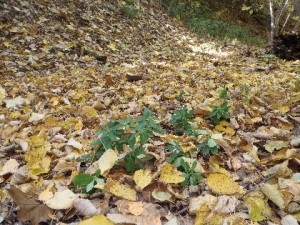 20131031Guidewalk04Nanimazu