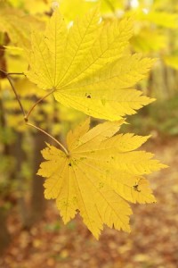 「森の中が明るくなってきました」の画像