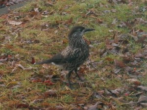 「ホシガラスが現れた！！」の画像