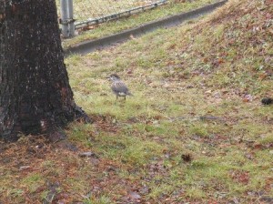 20131211Hoshigarasu2