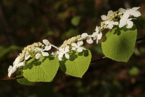 20140511オオカメノキ
