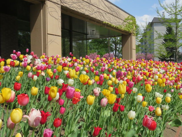 チューリップの写真
