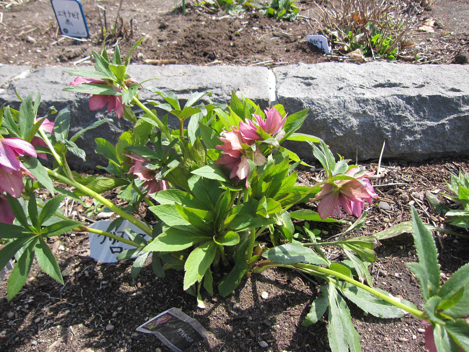 クリスマスローズ