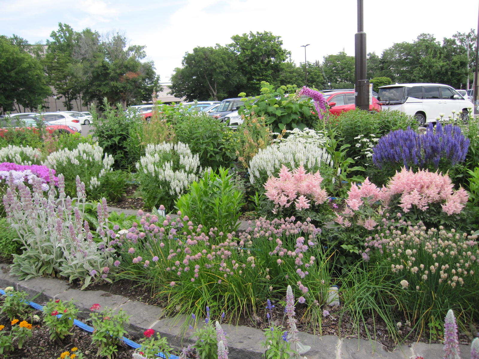 駐車場の花壇