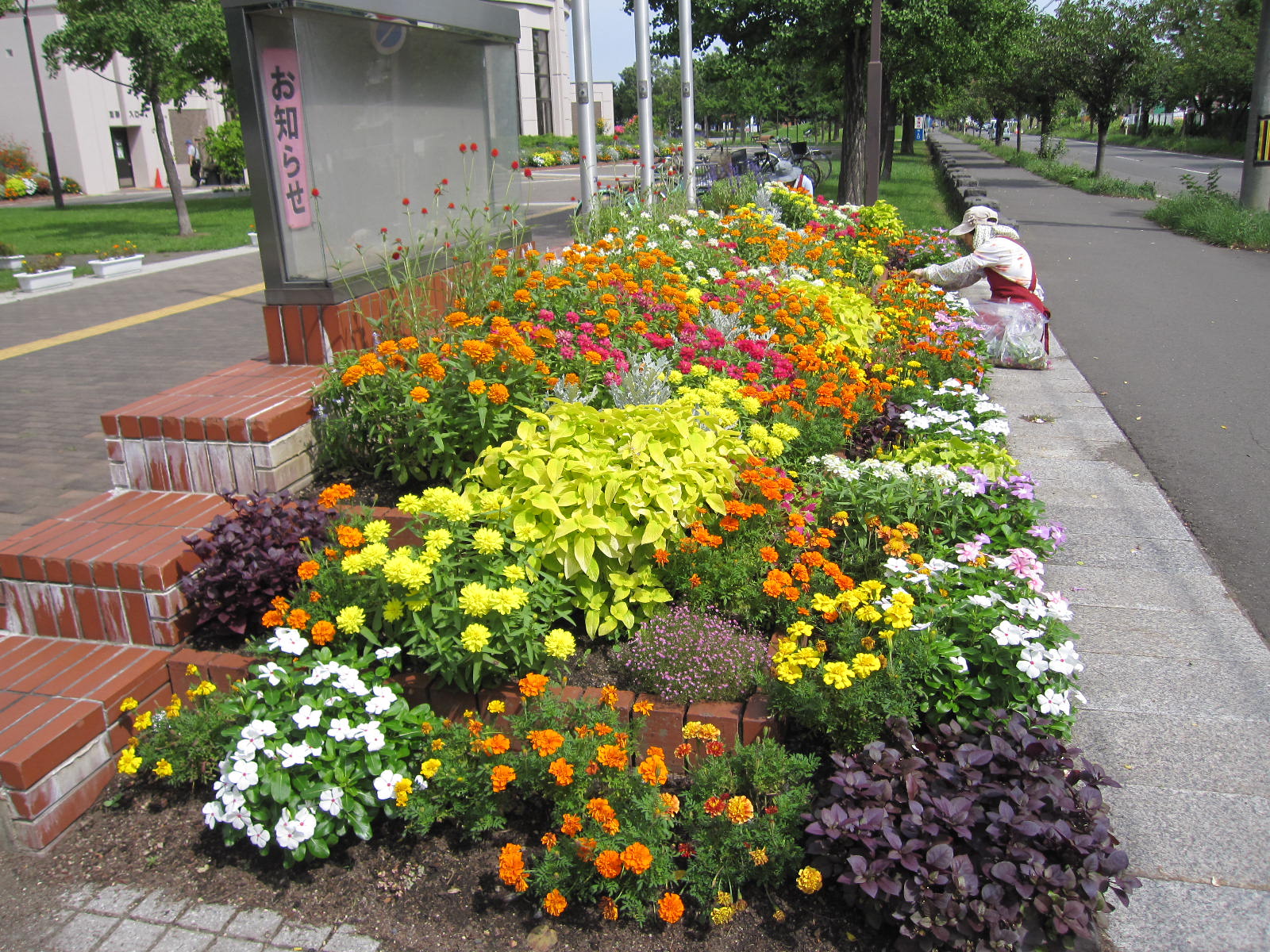 掲示板の花壇