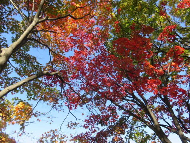 モミジの紅葉の写真