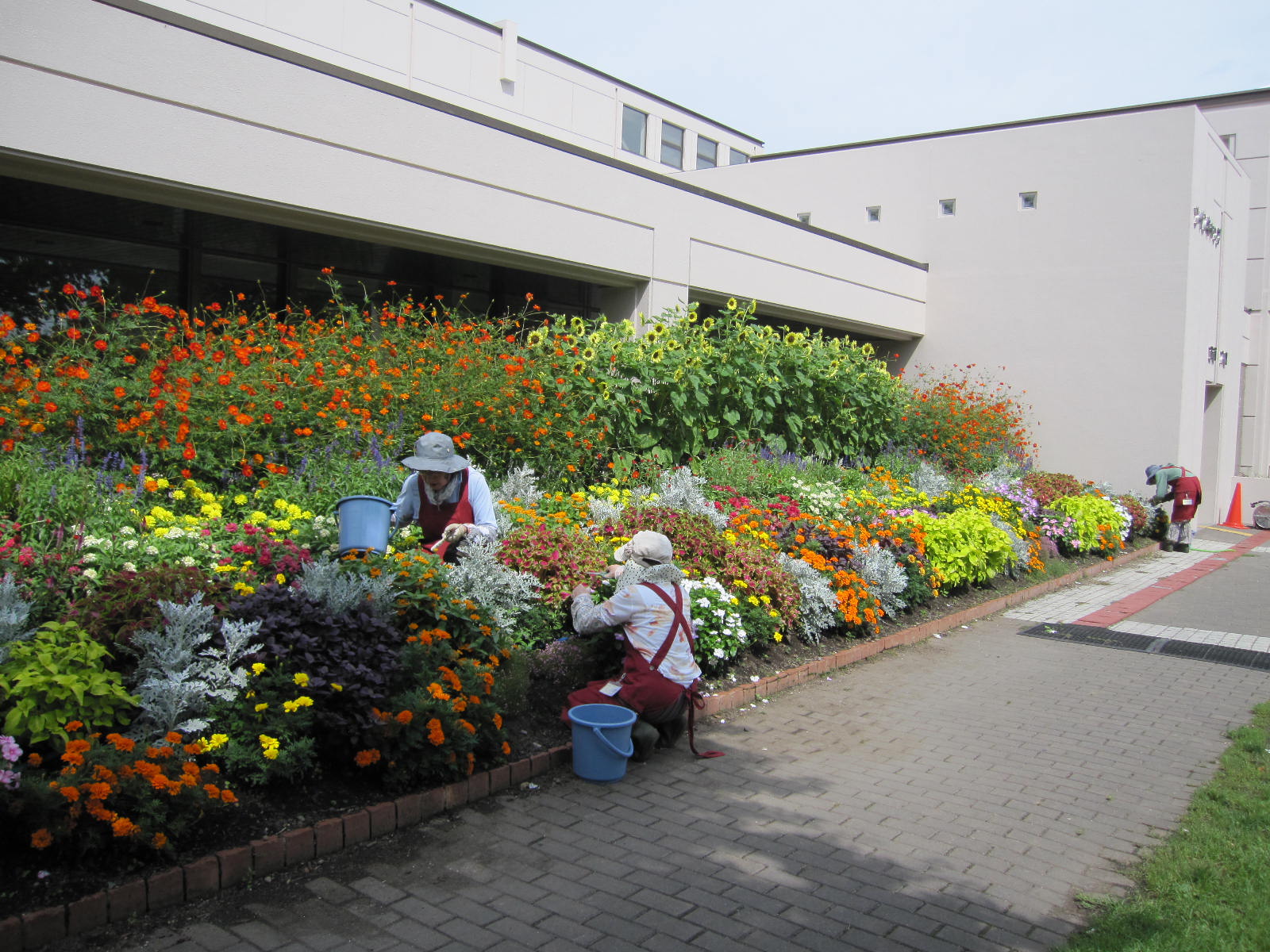 ツインキャップの花壇