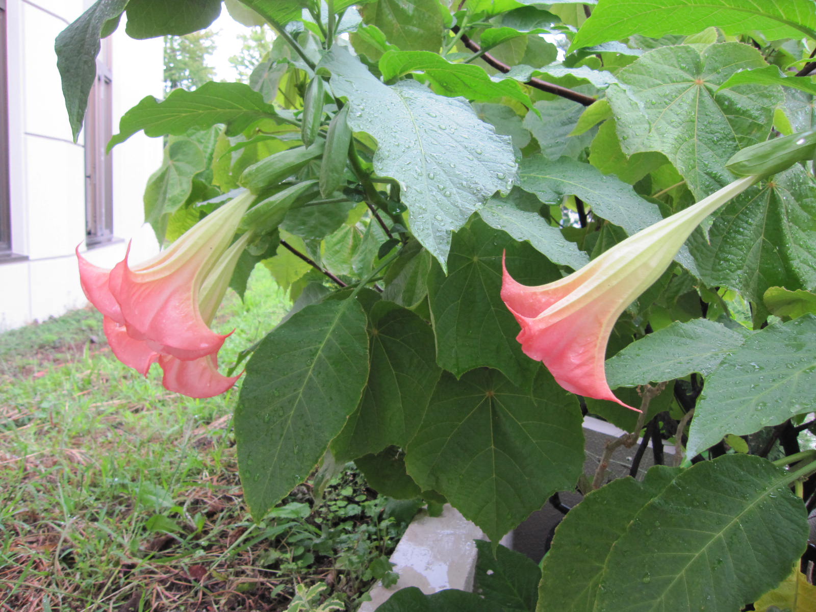 エンジェルストランペット