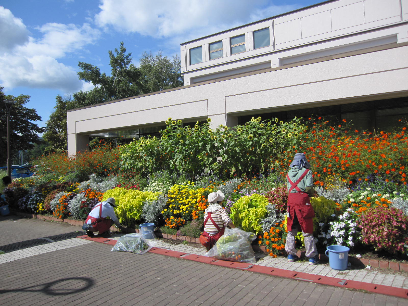 ツインキャップの花壇
