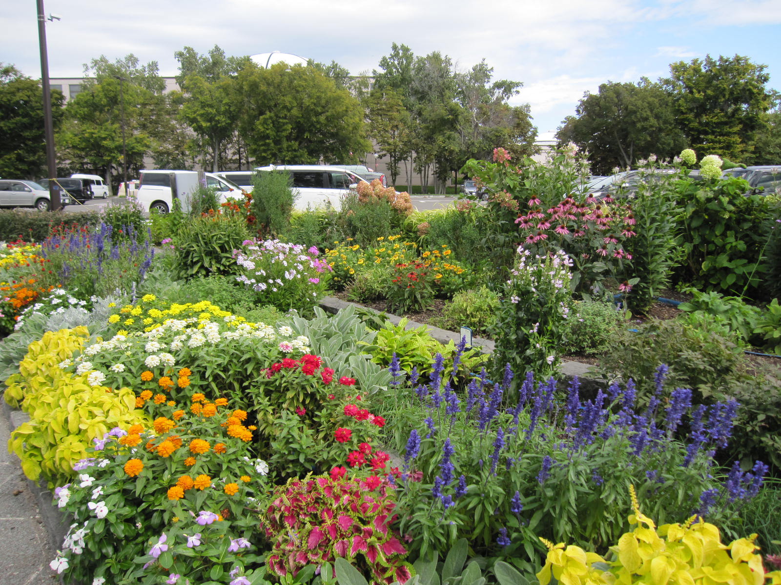 駐車場の花壇