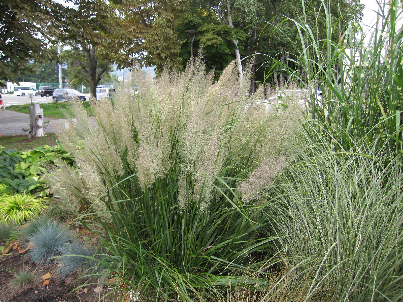 グラスガーデン