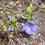 「5月を迎えました。」の画像