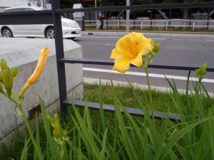 「ヘメロカリスが咲き始めました」の画像
