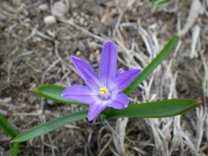 「チオノドクサも咲いて春になりました」の画像